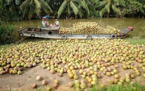 Đặc sản triệu đô của Việt Nam bất ngờ lao dốc cực mạnh: Vì sao nên nỗi?