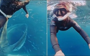 "Thủy quái" khổng lồ bất ngờ lao đến dưới biển sâu: Thợ lặn suýt bị nuốt chửng trong tích tắc