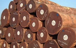 Cứu tinh từ Campuchia đổ bộ giúp Việt Nam cạnh tranh với Thái Lan ngôi vương của thế giới: Thuế nhập khẩu ưu đãi 0%, thế giới đang ngày càng khan hiếm