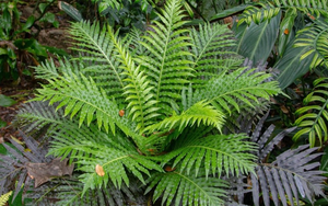 Lần đầu tiên Trung Quốc phát hiện đất hiếm trong cây khiến thế giới sửng sốt, tiềm năng thay đổi tương lai ngành khai khoáng