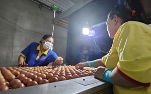 Ba Huân bị cưỡng chế ngừng thủ tục hải quan vì nợ thuế hơn 51 tỉ đồng, người trong cuộc nói gì?