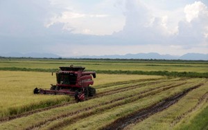 Phép màu nông nghiệp Việt tại Cuba: Một công ty tư nhân giúp tăng 350% năng suất lúa, có thể mở rộng diện tích trồng lên 5.000 ha