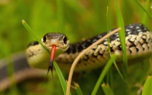 Bất ngờ với 8 "thủ phạm" dẫn rắn tới nhà