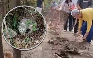 Điều tra nhóm người thả 1.100 con mèo xuống hồ nước để phóng sinh cầu phúc