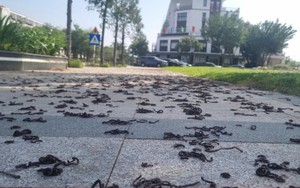 Kinh hãi hàng nghìn con giun đất bò lên vỉa hè, chết khô