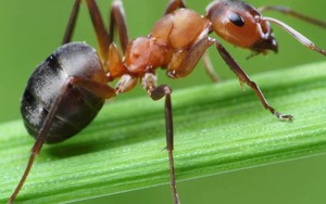 7 loại cây kiến rất ngại “đụng mặt”, thấy là sẽ quay đầu