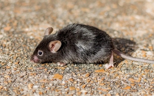 6 loại mùi đuổi chuột khỏi nhà cực hiệu quả