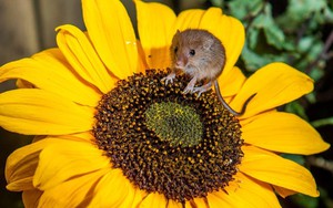 5 loại cây dụ chuột tới nhà, nhiều gia đình trồng mà không biết