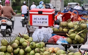 Dừa xiêm 7.000 đồng bán tràn ngập Hà Nội