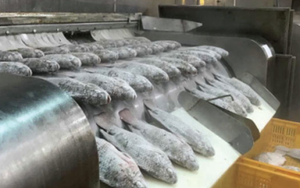 Không phải cá tra hay cá ngừ, một loại 'sản vật' dưới nước của Việt Nam đang được săn đón mạnh mẽ: Xuất khẩu tăng nóng hơn 300%, loạt đối thủ bị Mỹ áp thuế hơn 50%