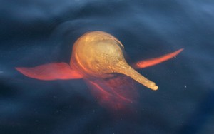 Hàng trăm cá heo chết dồn dập suốt 2 tháng ở Amazon, nước hồ chuyển đỏ: Giới khoa học đứng ngồi không yên