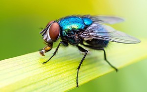 7 loại cây là "khắc tinh" của ruồi: Biết trồng thì vô vàn lợi ích!