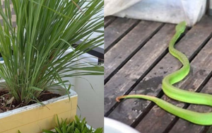 4 cây khiến rắn hồn xiêu phách lạc