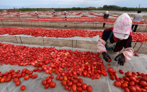 Khách quen bất ngờ 'quay xe', Trung Quốc lập tức rơi vào cảnh ế hàng nghiêm trọng: 700 nghìn tấn hàng chất đống không ai mua