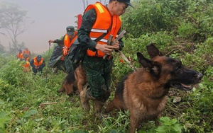 Hình ảnh chó nghiệp vụ tìm kiếm nạn nhân bị lở núi ở Đà Nẵng