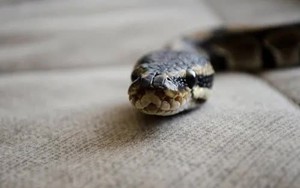 6 lý do rắn bò vào nhà bạn: Số 1 nhiều người không hề nghĩ tới!