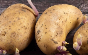 Sai lầm ai cũng mắc: Không phải thức ăn thừa mà 5 loại thực phẩm này mới là "kẻ giết người thầm lặng" trong bếp!