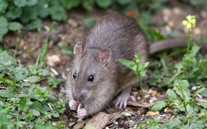 8 mùi chuột cực ghét, ngửi thấy là né xa