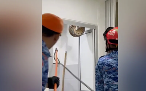 Trăn khổng lồ chọc thủng trần nhà vệ sinh, gây kinh hãi ở Malaysia