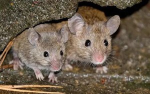 Chuột rất sợ những loại cây này, biết cách trồng thì chẳng lo chúng phá phách