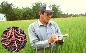 "Cha đẻ" lúa ST25 sửng sốt trước "sinh vật lạ" xuất hiện giữa ruộng, gọi đây là kỳ tích thiên nhiên