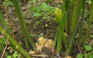 "Mỏ vàng" dưới lòng đất ở vùng cực Bắc Tổ quốc giúp nông dân có trong tay hàng trăm triệu/vụ