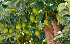 Loại quả được công nhận là “trái cây giàu năng lượng nhất thế giới”: Ngừa bệnh tật, có đầy ở Việt Nam