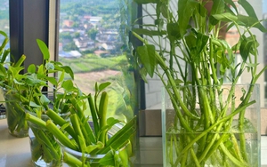 Giá rau tăng vùn vụt, chị em rủ nhau trồng rau muống thủy canh: Cắm cọng rau vào nước là có cả bình ăn mệt nghỉ