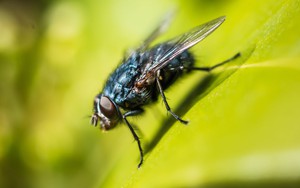 8 loại cây đuổi ruồi muỗi tốt nhất cho sân vườn của bạn