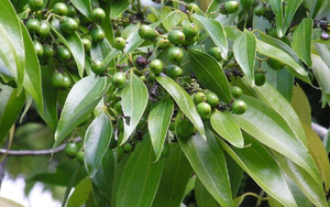 Loài cây gia vị quý của thế giới Việt Nam đang trồng bạt ngàn: Từ vỏ đến lá đều hái ra tiền, nước ta cùng Trung Quốc cạnh tranh ngôi vương của thế giới