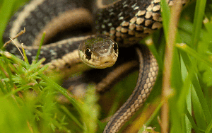 6 dấu hiệu cho thấy vườn nhà đang có rắn và cách xử lý