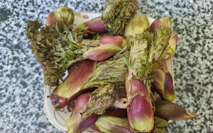 Loại rau người Trung Quốc ví là “cao lương mỹ vị số 1 thế giới”: Mọc hoang đầy Việt Nam, ít người biết