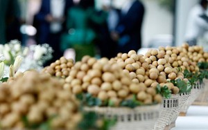 Đặc sản triệu đô của Việt Nam được Trung Quốc siêu mê, mệnh danh là 'vương giả chi quả', diện tích trồng hơn 68.000 ha