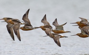 Loài chim bay liền 11 ngày không ăn uống, vượt 13.560 km và sống sót nhờ ăn nội tạng của chính mình