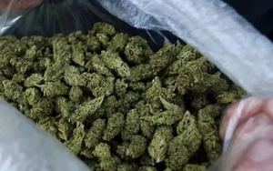 'Cô tiên thơm' ổ nhóm bán cần sa qua mạng lớn nhất từ trước tới nay bị bóc gỡ