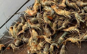 Lũ lớn khiến tôm hùm chết hàng loạt, giá bán chỉ còn 200.000 đồng/kg