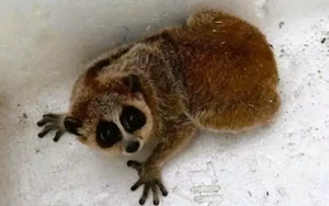 Phát hiện loài vật trong sách đỏ khi thu hoạch keo