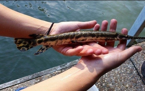 Những bộ phận của cá chứa chất cực độc: Số 1 nhiều người Việt ăn để "bổ thận tráng dương"