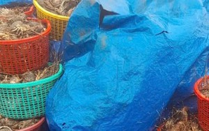 20 triệu con tôm hùm chết trong lũ, nghề nuôi tôm hùm ở Đắk Lắk 'gần như xoá sổ'