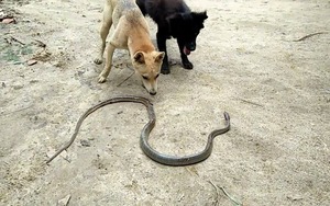 4 loài vật khiến rắn sợ run như cầy sấy