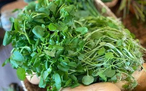 CDC Mỹ bình chọn loại rau duy nhất đạt 100/100 điểm về xếp hạng bổ dưỡng