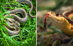 5 dấu hiệu trong sân vườn cho thấy có rắn đang trú ngụ nhưng nhiều người không biết