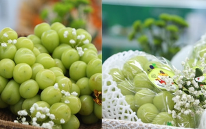 Cận cảnh loạt trái cây 'hot' bị nhái nguồn gốc, lừa người tiêu dùng