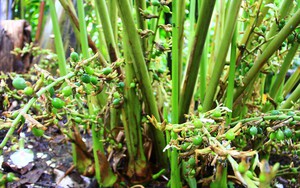 Việt Nam sở hữu loại gia vị đắt bậc nhất thế giới, thu về chục triệu USD/năm