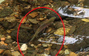 Nghệ An có một loài cá được gọi là "lộc suối" cả làng cùng canh giữ, lắp camera giám sát 24/24h