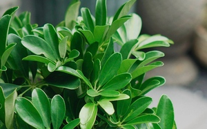 Loại cây "hút" tài lộc và phú quý: Trồng 1 cây trong nhà, vừa đuổi muỗi, vừa làm thuốc chữa bệnh