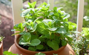 3 loại rau Việt Nam có sẵn, dễ trồng: Đuổi muỗi hiệu quả không ngờ tới