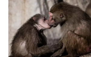 Nụ hôn có từ bao giờ?