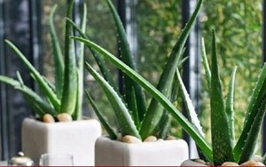 7 loại cây cảnh vừa có ý nghĩa phong thuỷ vừa là máy lọc không khí