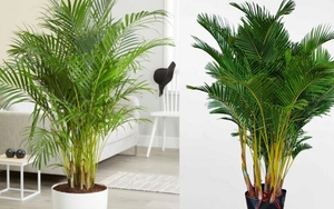 4 món đồ nhà nào cũng có nhưng vô tình “chặn tài, cản lộc” ngay lối đi